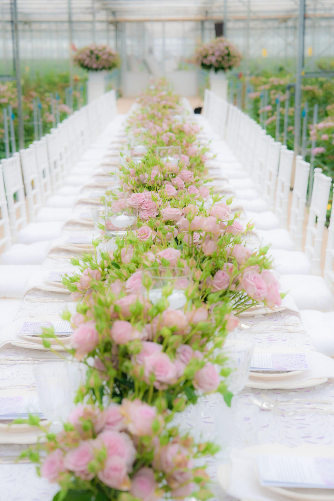 Nadia Duran Spray Rose